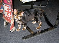 Mowgli, 10 September 2004